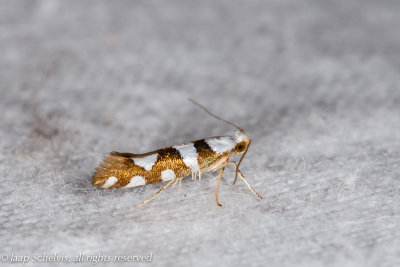 1453 Sierlijke Pedaalmot - Argyresthia brockeella