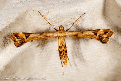 5381- Scherphoekvedermot - Beautiful Plume - Amblyptilia acanthadactyla