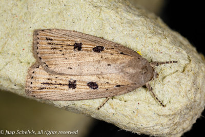 09471 Smalvleugelrietboorder - Silky Wainscot - Chilodes maritima