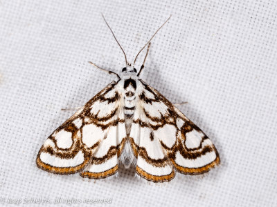 6431 Egelskopmot - Beautiful China-mark - Nymphula nitidulata