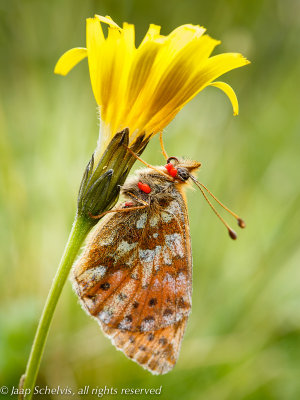 Boloria caucasica