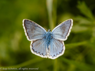 7177a Kaukasisch Bleek Blauwtje - Caucasian Chalkhill Blue - Polyommatus corydonius