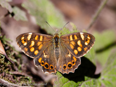 Pararge xiphioides - Canarisch bont zandoogje - Canary Speckled Wood
