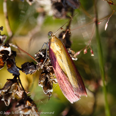 5751 Prachtmot - Oncocera semirubella