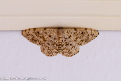 Idaea vilaflorensis