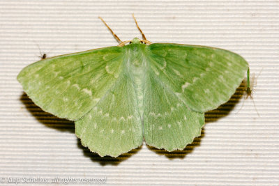 07969 Zomervlinder - Large Emerald - Geometra papilionaria