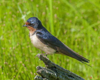 Male Barn Swallow (DSB020)