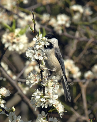 Carolina Chickadee (DSB133)