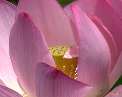 Lotus--Center of Being i (DL022)
