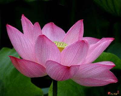 Lotus--Center of Being iii (DL033)