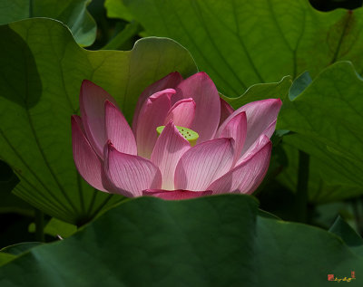 Lotus--Peeking Out i (DL016)