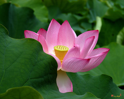 Lotus--Peeking Out ii (DL034)