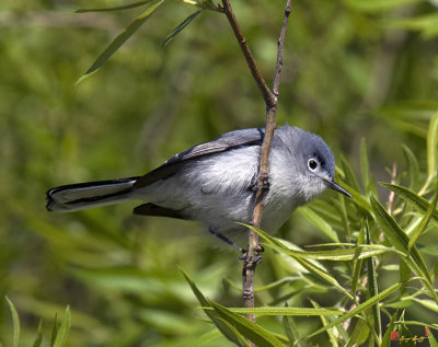 Blue-gray Gnatcatcher (DSB149)