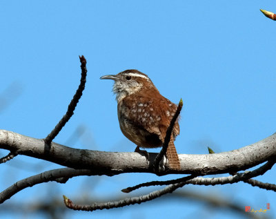 Carolina Wrens