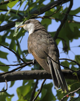 Yellow-billed Cuckoo (DSB161)
