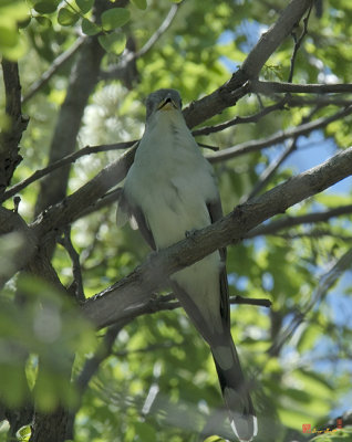 Yellow-billed Cuckoo Cuckooing (DSB151)
