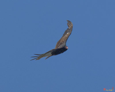 Turkey Vulture in a Banking Glide (DRB048)