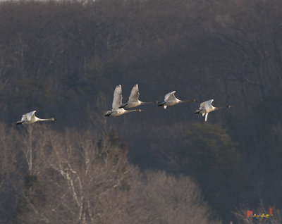Tundra Swans in the Distance (DWF102)
