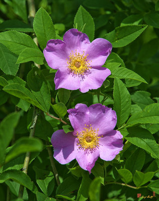 Swamp Roses ( Rosa palustris , Rose family) (DSMF179)