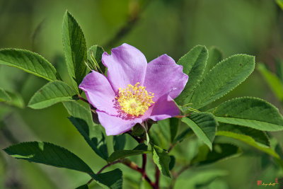 Swamp Rose (Rosa palustris, Rose family) (DSMF183)