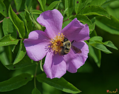 Swamp Rose (Rosa palustris) and Bumblebee (DSMF184)