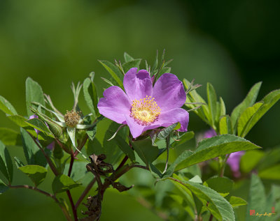 Swamp Rose, Rosa palustris (DSMF195)