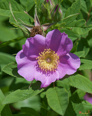 Swamp Rose and Buds, Rosa palustris (DSMF196)