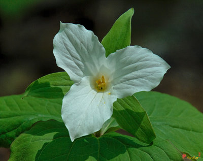 Large-flower Trillium (DSPF198)