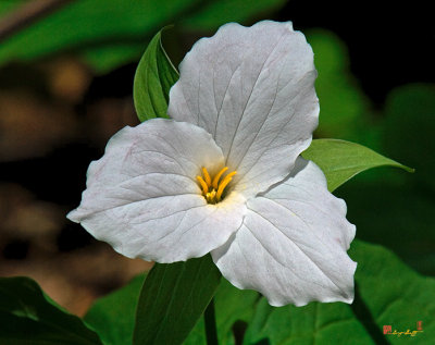Large-flower Trillium (DSPF203)