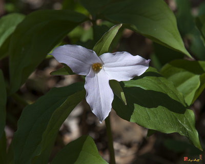 Large-flower Trillium (DSPF277)