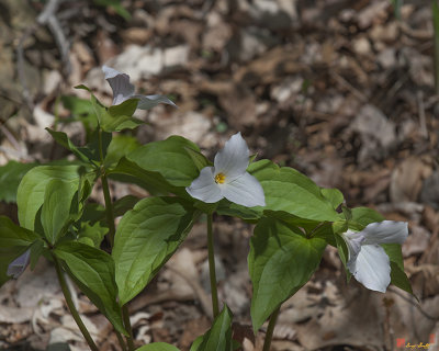 Large-flower Trillium Quartet (DSPF281)