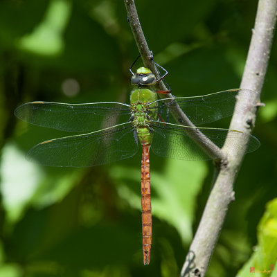 Comet Darner Dragonfly (Anax longipes) (DIN237)
