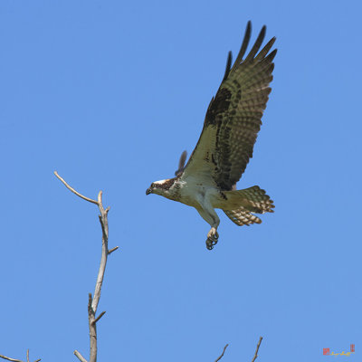 Osprey Landing on Nest Tree (DRB160)