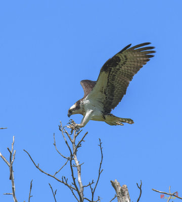 Osprey Landing on Nest Tree (DRB161)
