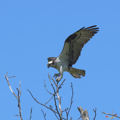 Osprey Landing on Nest Tree (DRB162)