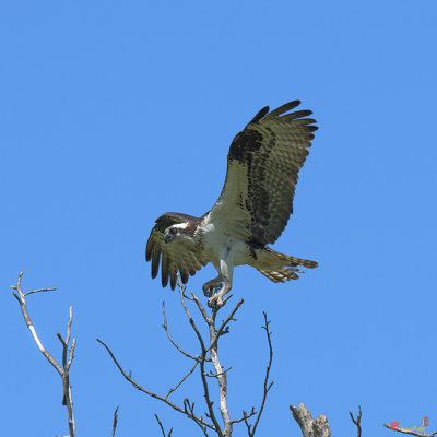 Osprey Landing on Nest Tree (DRB163)