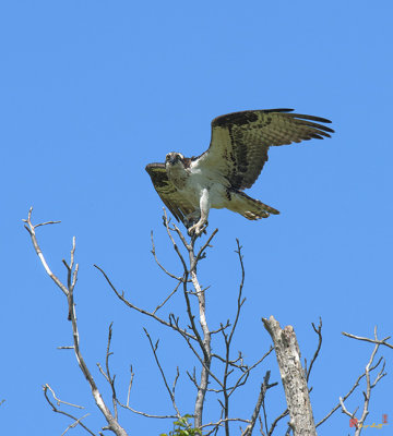 Osprey Landing on Nest Tree (DRB164)