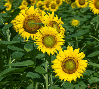 Common Sunflowers (DSMF204)