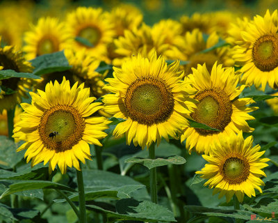 Common Sunflowers (DSMF205)
