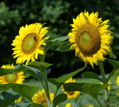 Common Sunflowers (DSMF206)