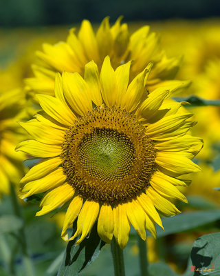 Common Sunflower (DSMF207)