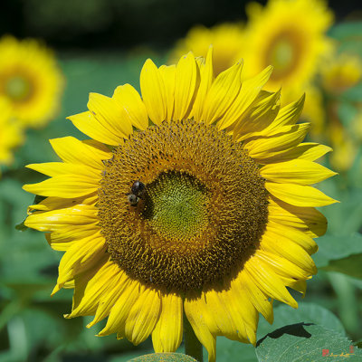 Common Sunflower and Bumblebee (DSMF208)
