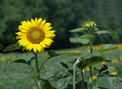 Common Sunflower and Buds (DSMF210)