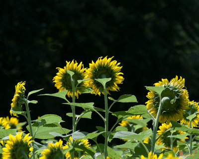 Common Sunflowers from the Back (DSMF211)