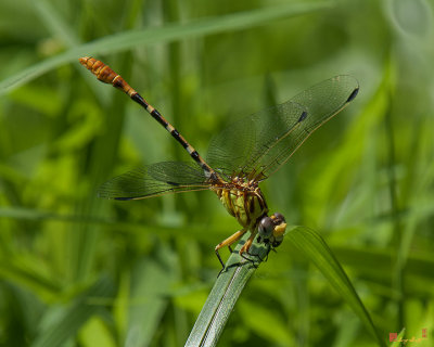 Russet-tipped Clubtail Dragonfly (DIN246)
