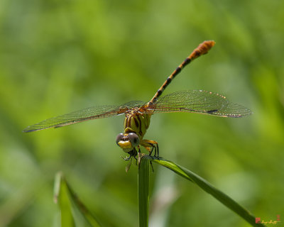Russet-tipped Clubtail Dragonfly (DIN247)