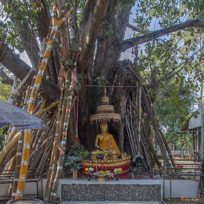 Wat Chang Kam Buddha under the Great Bodhi Tree (DTHCM0426)