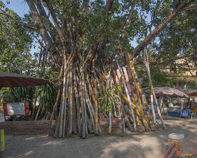 Wat Chang Kam Great Bodhi Tree Support (DTHCM0427)