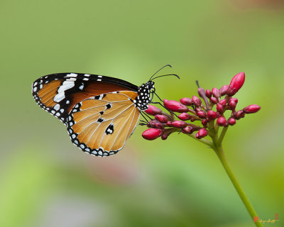 Plain Tiger or African Monarch Butterfly (Danaus chrysippus) (DTHN0008)