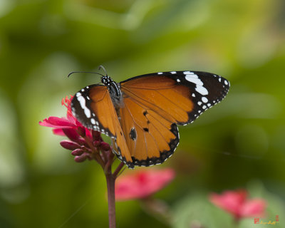 Plain Tiger or African Monarch Butterfly (Danaus chrysippus) (DTHN0009)